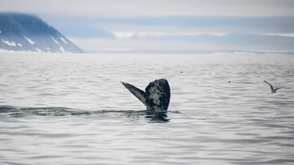 Grey whales are dying alongside the Pacific coast