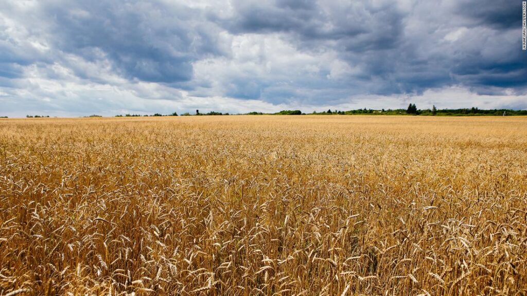 Wheat futures are hovering, and meals costs could possibly be subsequent