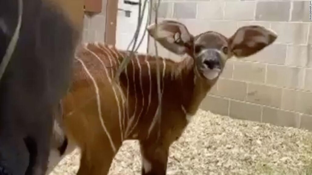 Meet Winston, a uncommon bongo born on the Denver Zoo