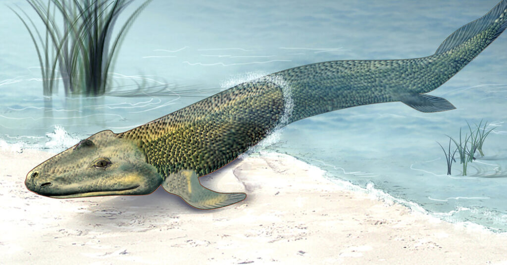 Began Out as a Fish. How Did It Finish Up Like This?