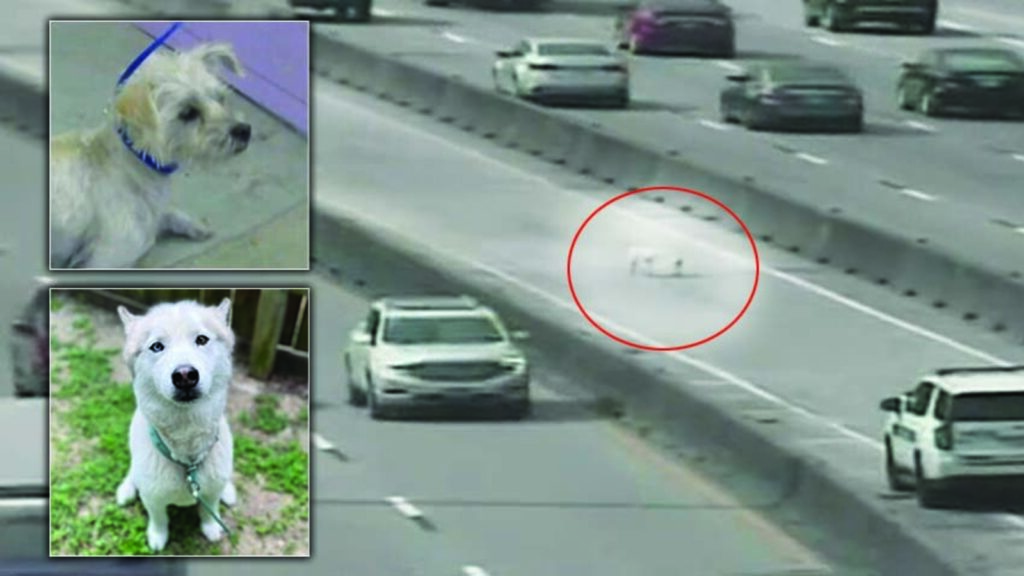 Canine rescue: Video catches 2 canines being rescued on North Freeway