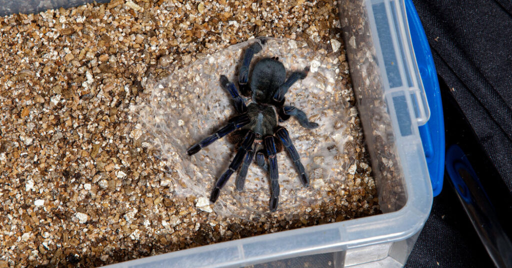 Scientists Uncover a Shady Internet of On-line Spider Gross sales