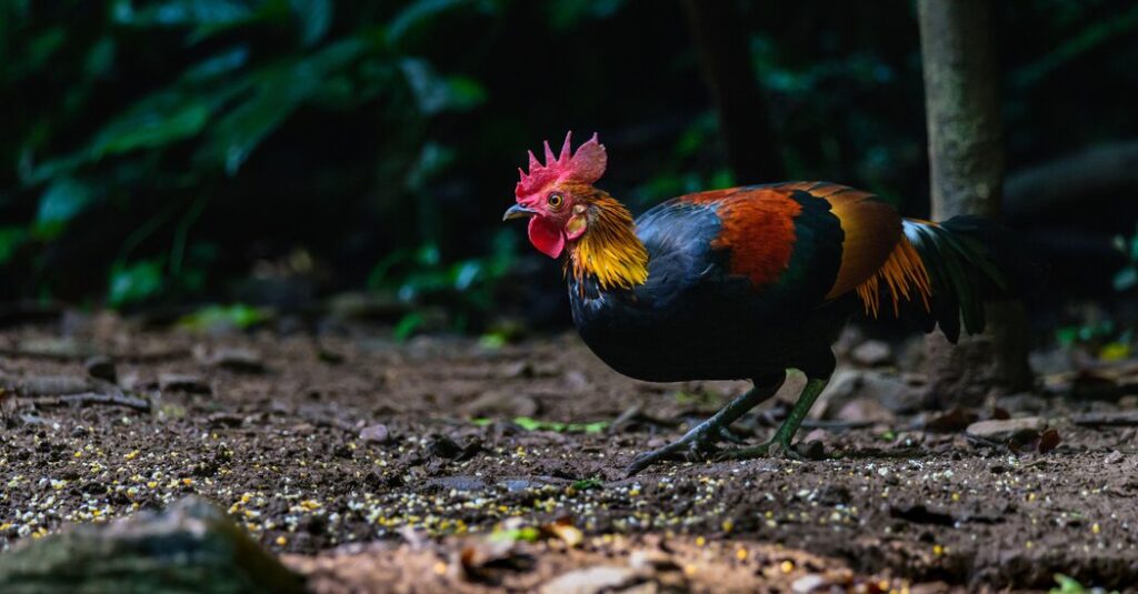 Earlier than Chickens Had been Nuggets, They Had been Revered