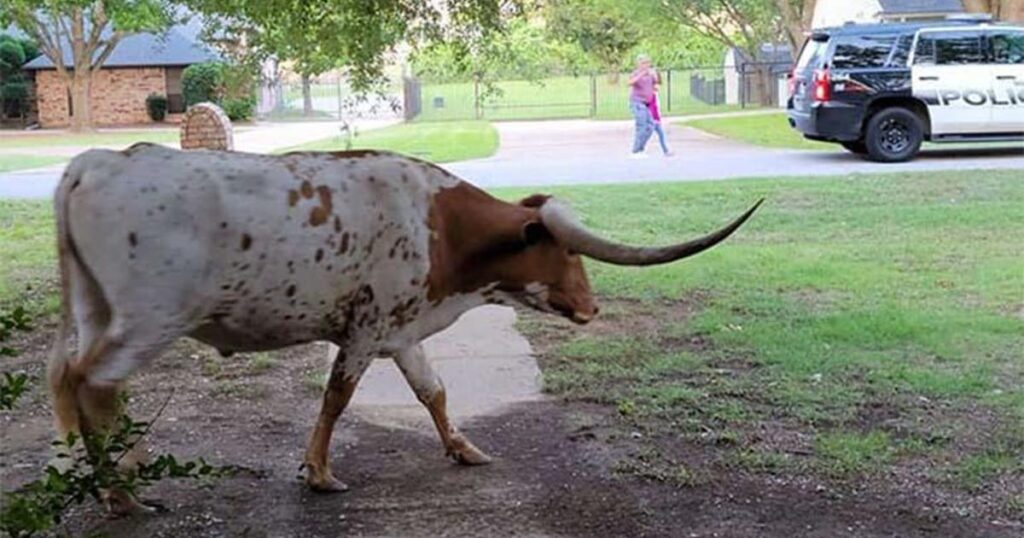 Southlake street reopens after North Texas Rodeo Queen helps steer longhorns house