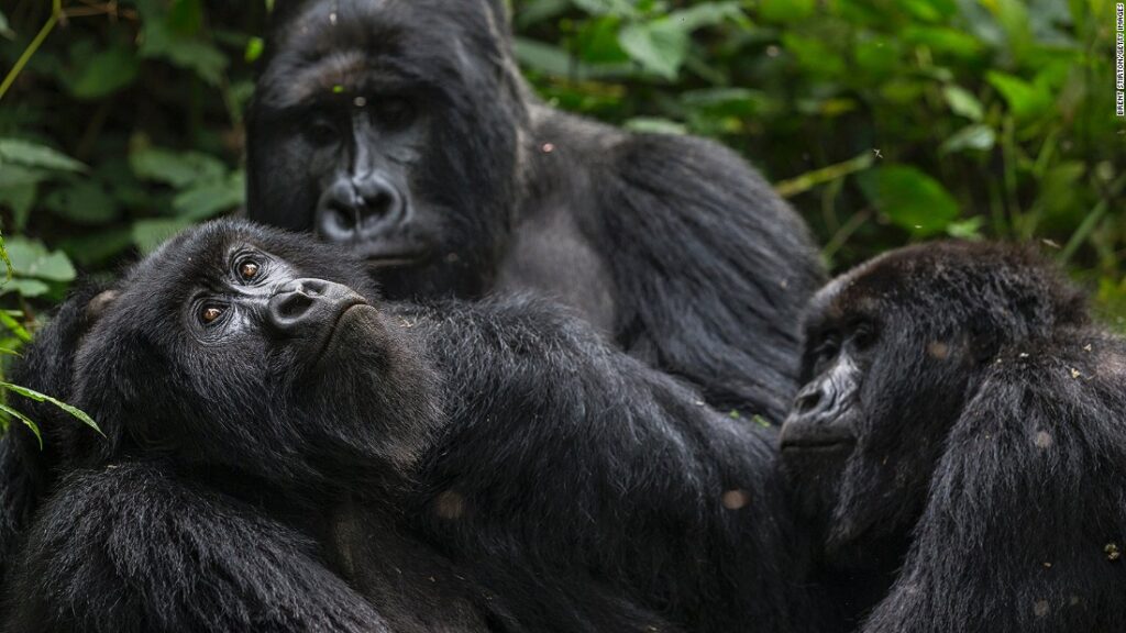 Virunga Park: Oil drilling rights to be auctioned off in critically endangered rainforest area