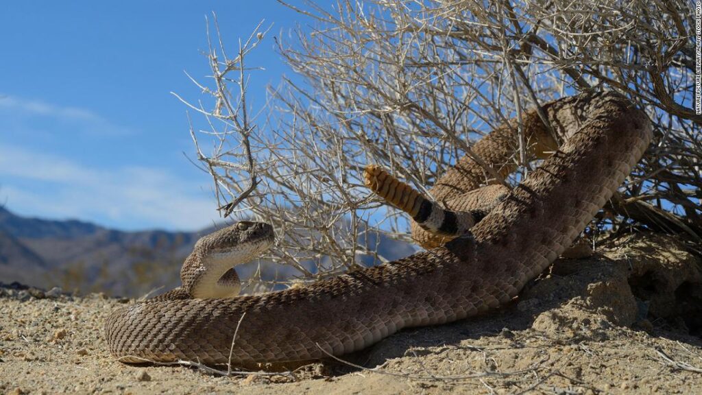 The way to survive a rattlesnake chew — or higher but, keep away from one