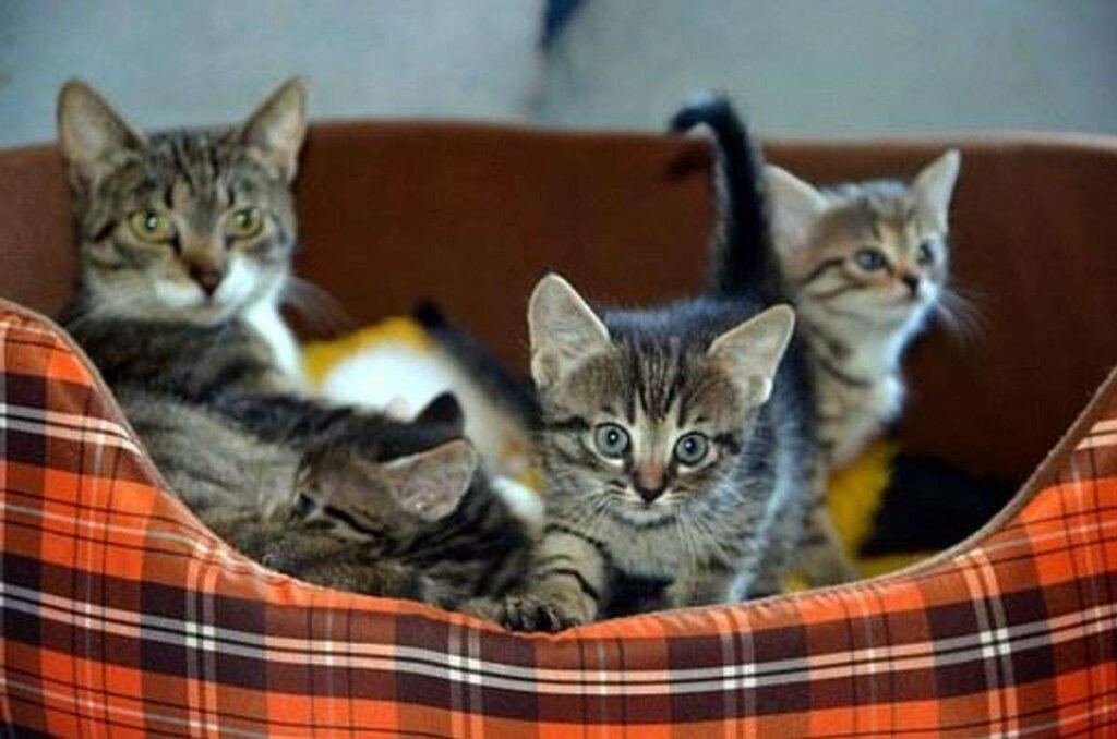 Trupanion Pet Insurance coverage Evaluations