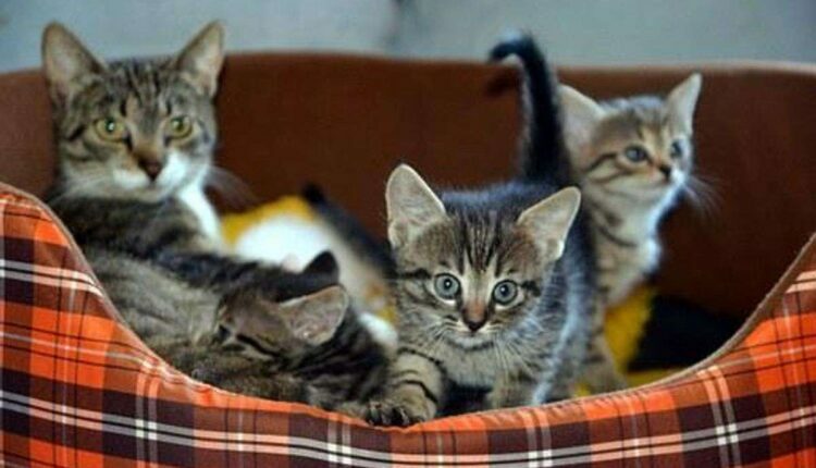 Trupanion Pet Insurance Reviews