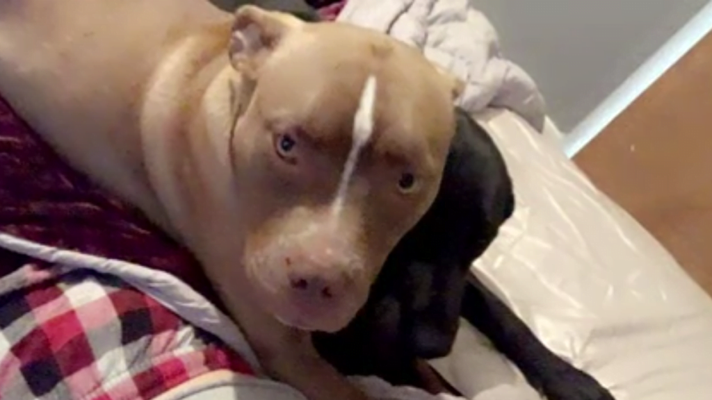 2 lacking canines in Iowa discovered useless with bullet wounds to the pinnacle
