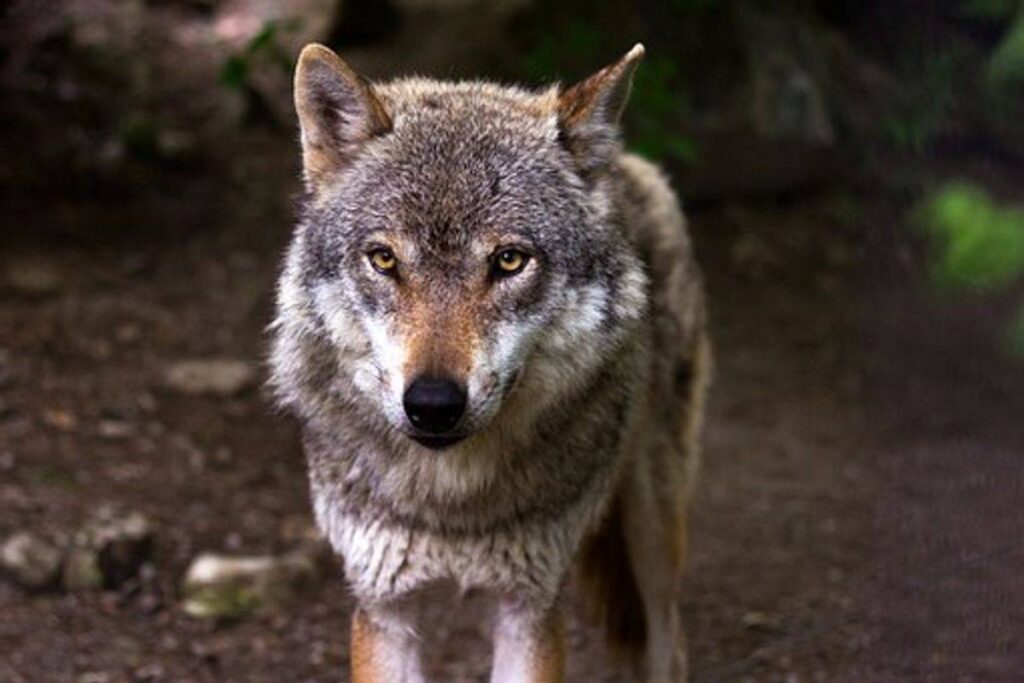 The best way to Photograph Nature and Creatures