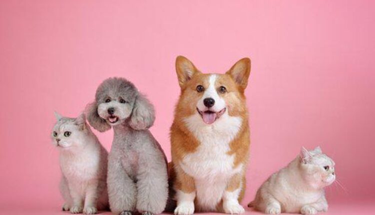 Lemonade Pet Insurance Review