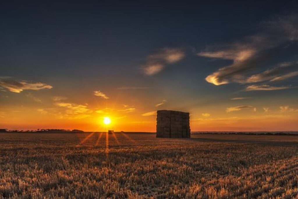 Moose Hay – Several Strategies for Selecting High-Quality Hay