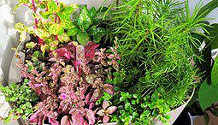 indoor plant pots