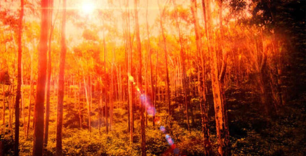 Places to Visit in Yelagiri