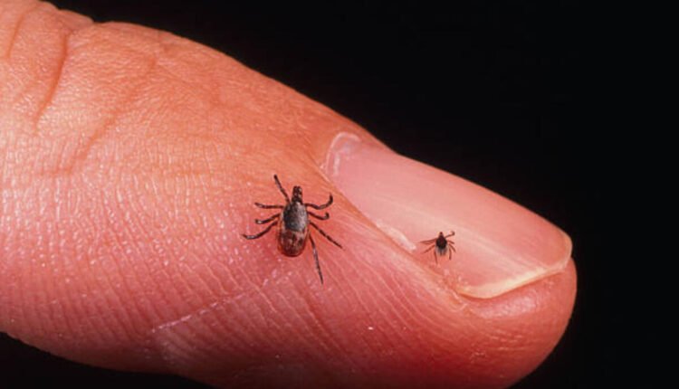 lyme disease symptoms
