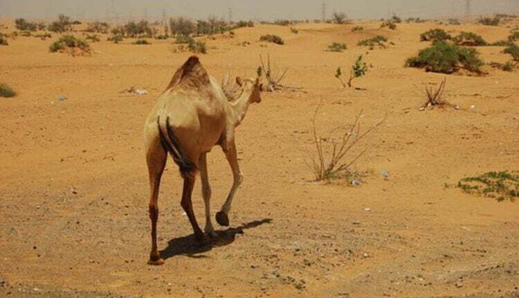 African Safari Tours Reviews