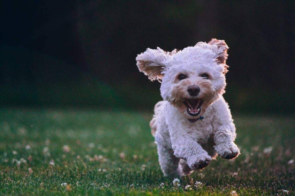 Precisely how Well Do You Understand Your pet? Manage a Behavior, Prior to It Becomes a Problem
