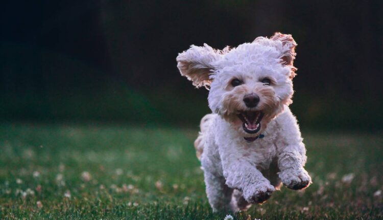 How Well Do You Understand Your Dog