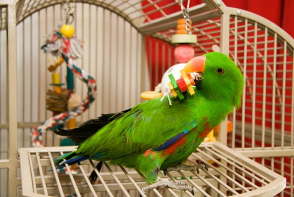 Parrot Toy Safety – The way to select Safe Toys For Your Parrot Or Cockatoo