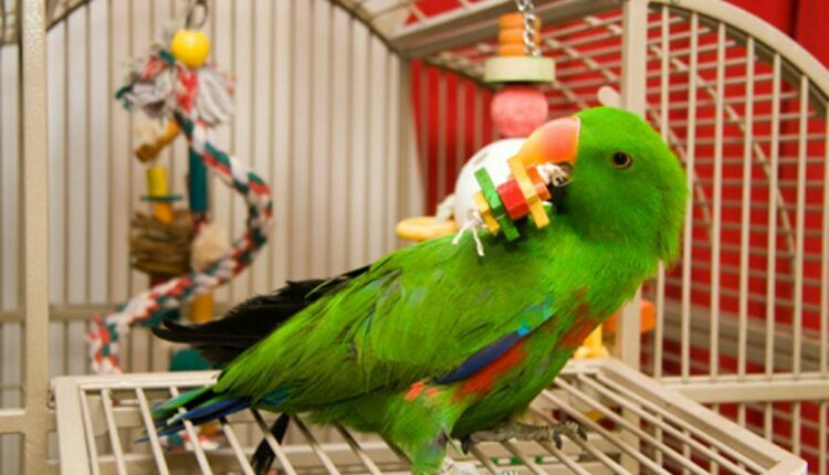 Parrot Toy Safety