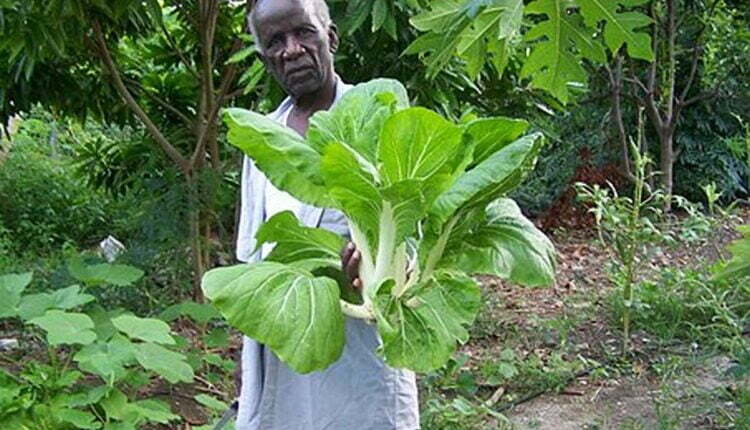 Healthy Aging
