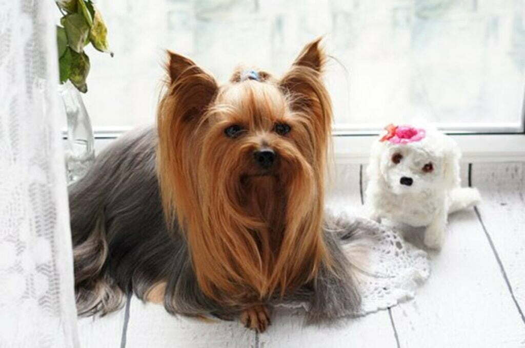 Doggy Grooming – How To Complete Dog Grooming At Home