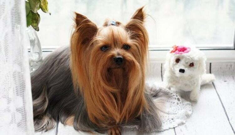 dog grooming