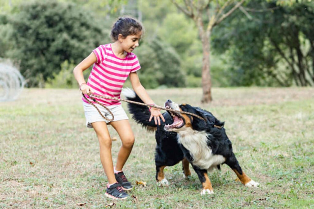 Canine Caused: What Are The Dog Bite Litigation Laws In Chicago, Illinois