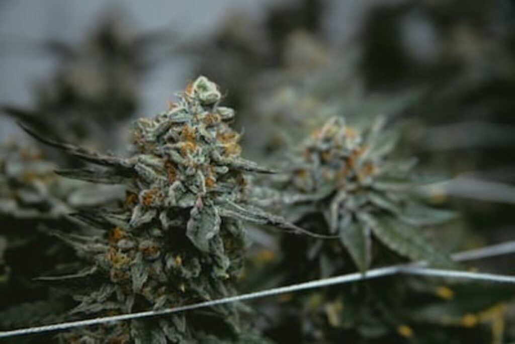 Legal Issues Regarding Medical Marijuana