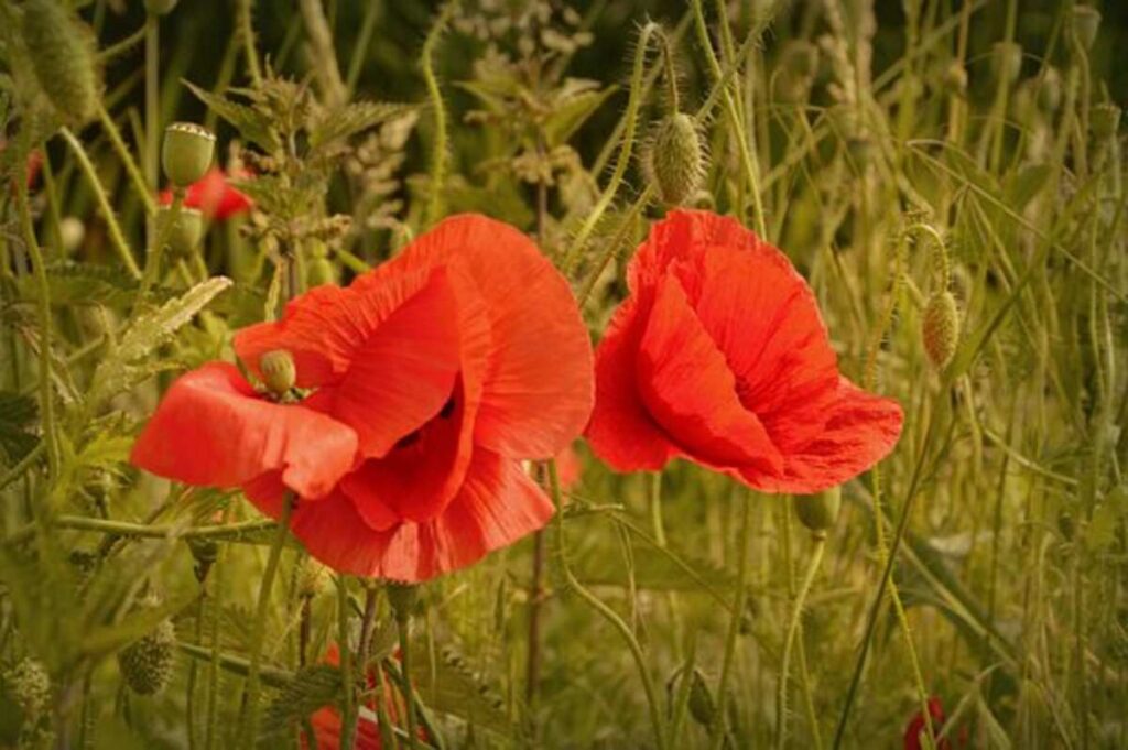 Poppy Heads Collection