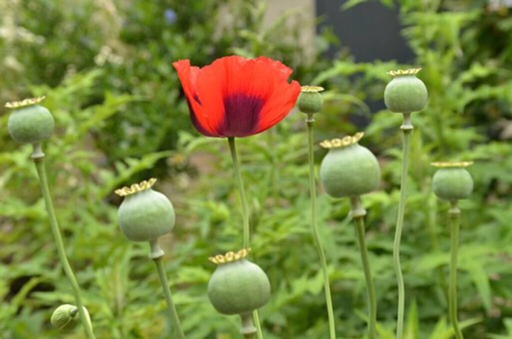 Can Diabetics Eat Poppy Seeds?