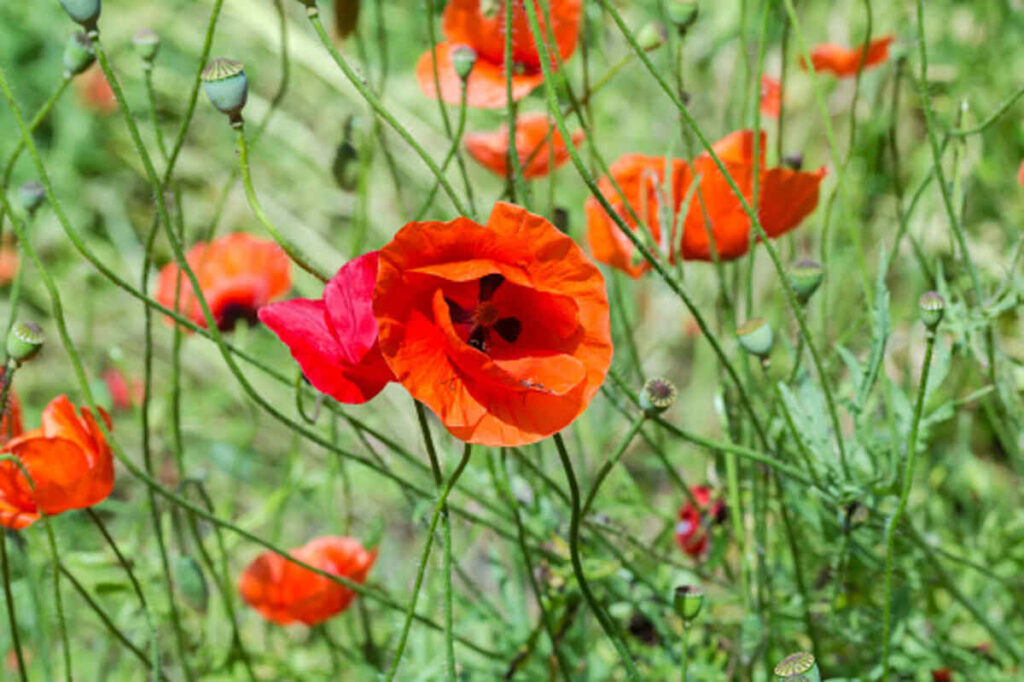 Dried Poppy Heads