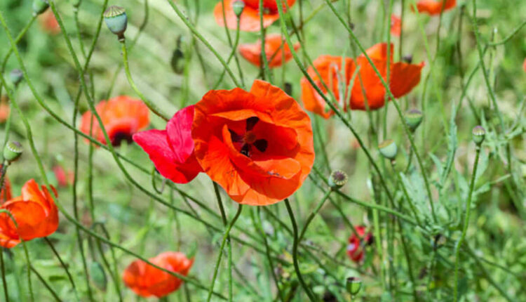 dried poppy pods (unwashed)