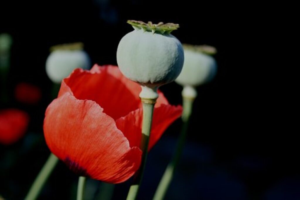 Poppy Seed Benefits