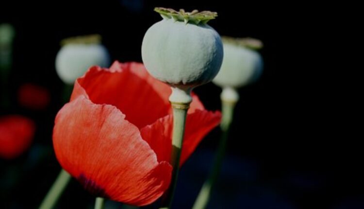 poppy pods for sale