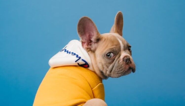 Top 6 best food for puppies