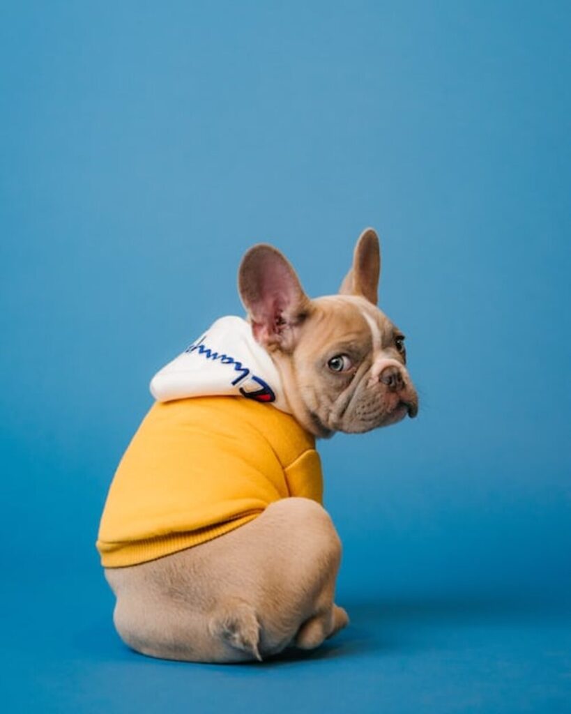 Choosing the Best Food For Dog