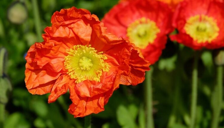 Poppy pods