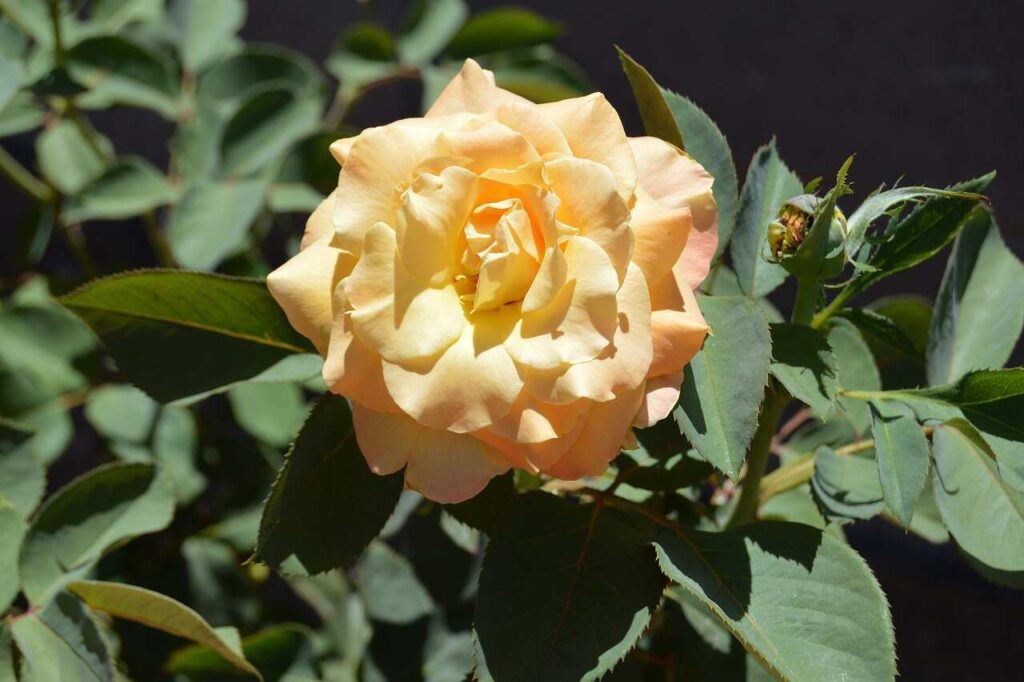 Pesticides and Chemical Controls Stick Better to Plants With Plant Stickers