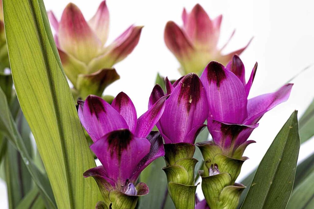 Plants With Purple and Green Leaves