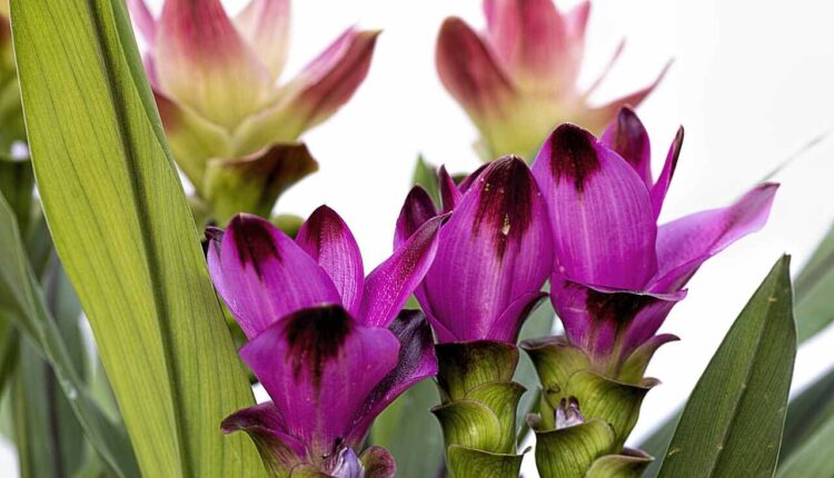 Plants With Purple