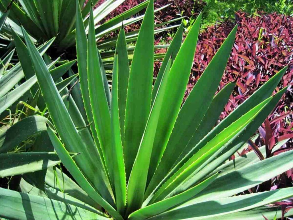 Plant With No Flowers Or Seeds