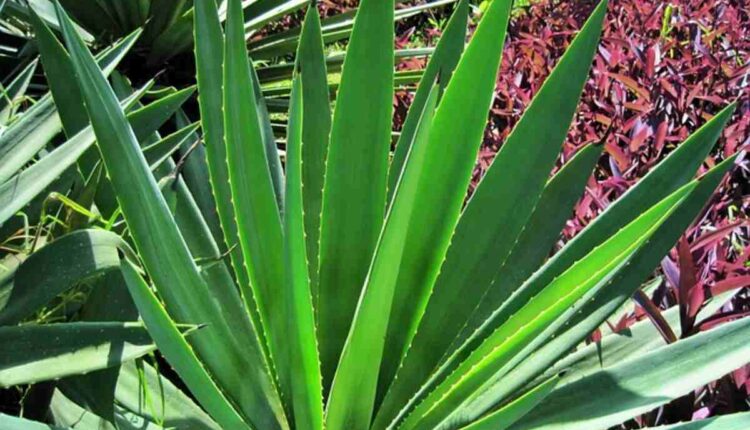 Plant With