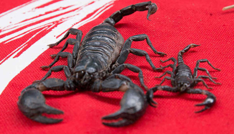 Scorpion Stock Value