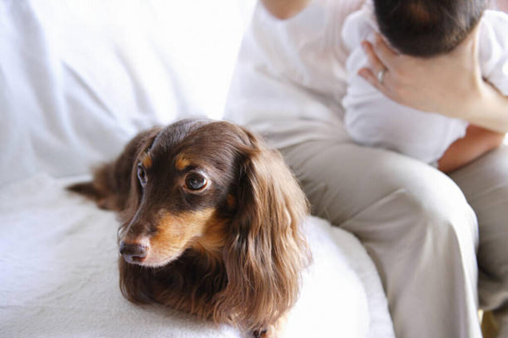 Dachshund Cost: Understanding the Financial Commitment