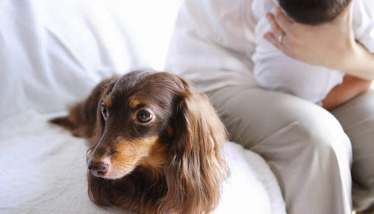 Dachshund Cost (1)
