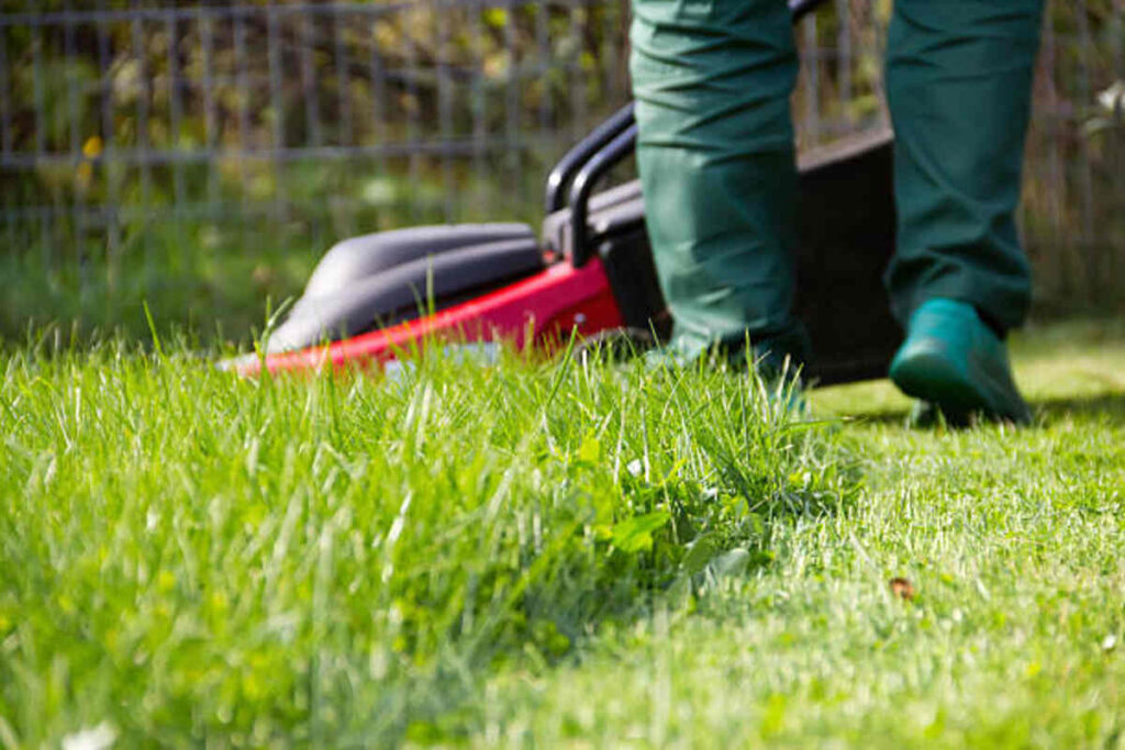 Commercial Tree Service