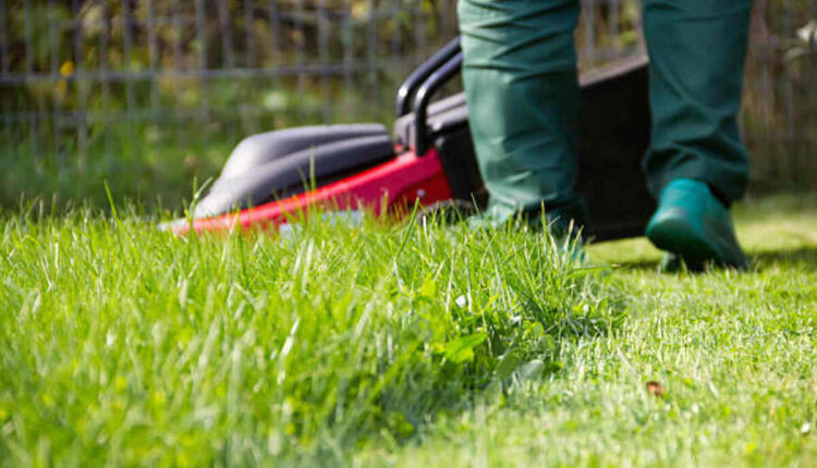 tree services Pleasanton