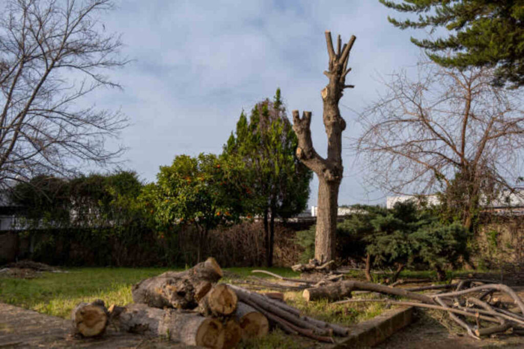 Cheap Tree Service Near Me