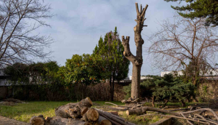 arborist los gatos
